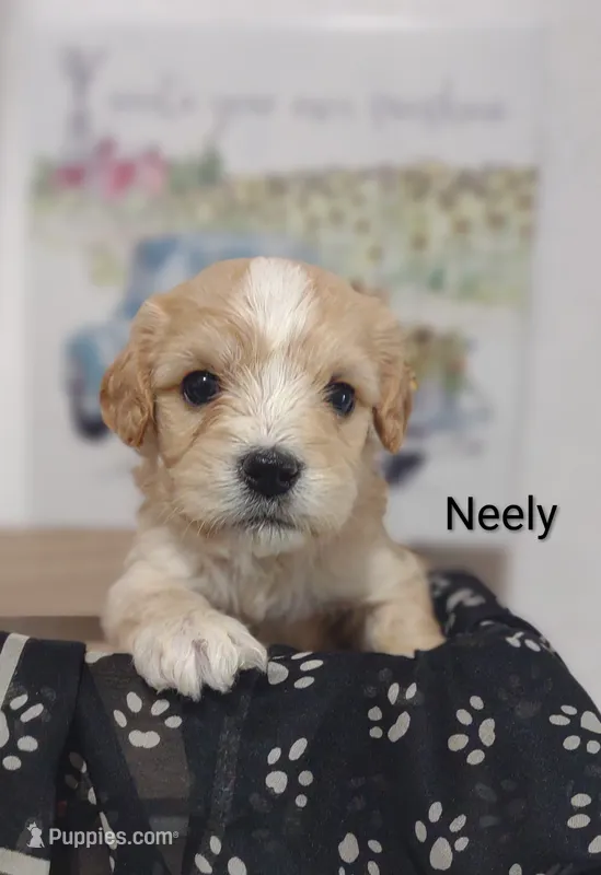 Neely  – Cavachon puppy for sale in Cadott, WI