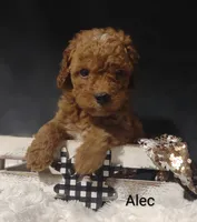 Alec, a male Cavapoo for sale in Cadott, WI – 2 of 10
