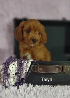 Taryn , a female Cavapoo for sale in Cadott, WI – 3 of 10