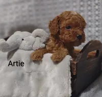 Artie , a male Cavapoo for sale in Cadott, WI – 3 of 10