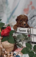 Tessa, a female Cavapoo for sale in Cadott, WI – 7 of 10