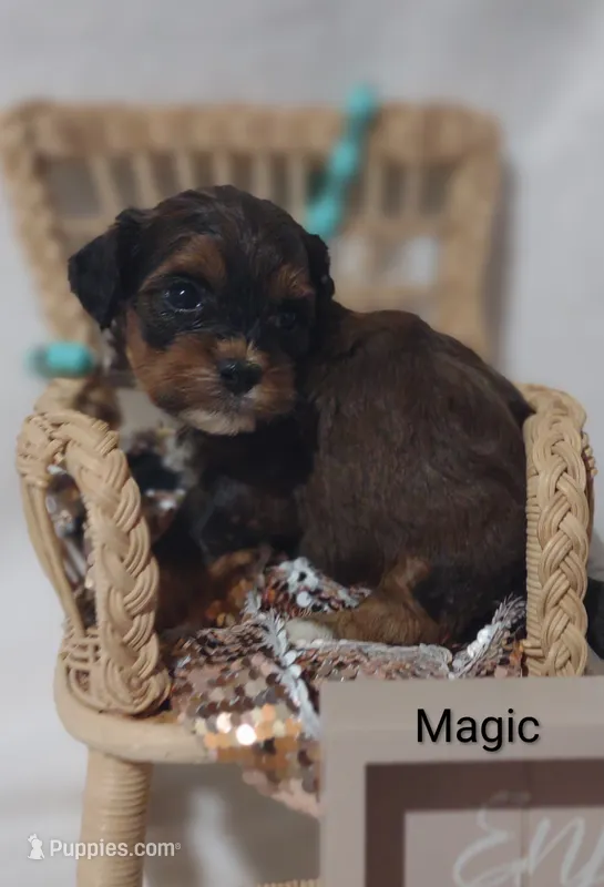 Magic  – Shihpoo puppy for sale in Cadott, WI