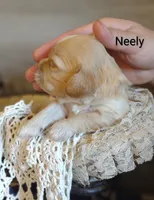 Neely , a male Cavachon for sale in Cadott, WI – 2 of 5