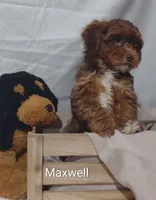 Maxwell , a male Shihpoo for sale in Cadott, WI – 5 of 7