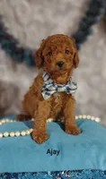 Ajay, a male Cavapoo for sale in Cadott, WI – 2 of 9