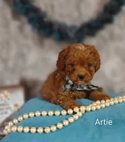 Artie , a male Cavapoo for sale in Cadott, WI – 10 of 10