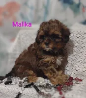 Malika , a female Shihpoo for sale in Cadott, WI – 6 of 10