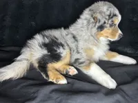 McFlurry, a male Miniature Australian Shepherd for sale in Austin, TX – 2 of 3
