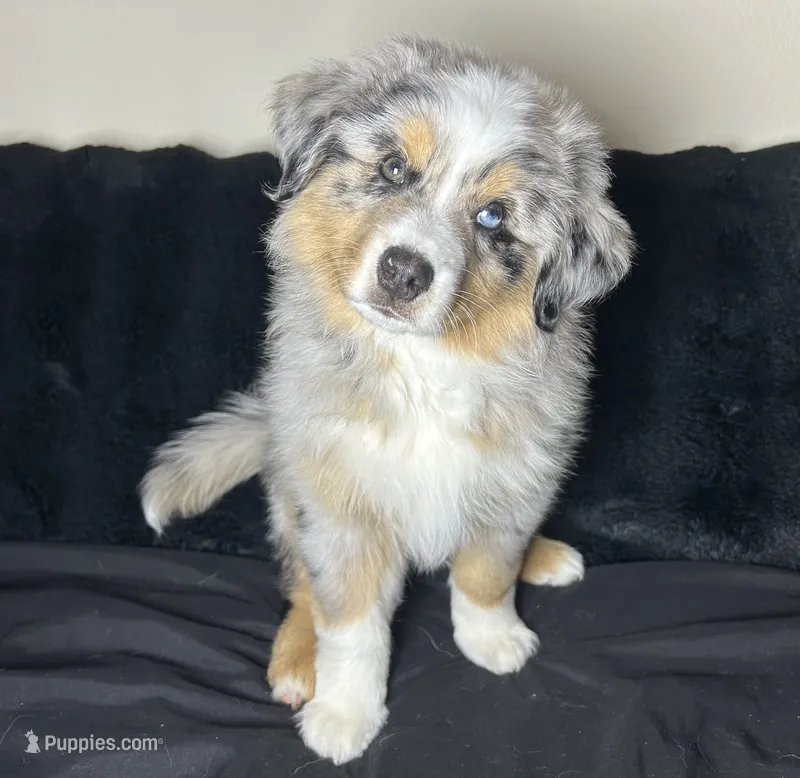 McFlurry – Miniature Australian Shepherd puppy for sale in Austin, TX