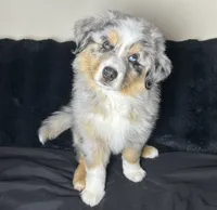McFlurry, a male Miniature Australian Shepherd for sale in Austin, TX – 1 of 3