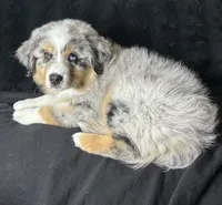 McFlurry, a male Miniature Australian Shepherd for sale in Austin, TX – 3 of 3