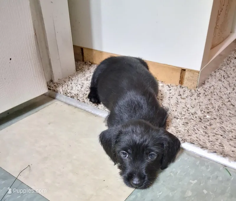 Darke, a male Yorkshire Terrier for sale in Nashville, TN – Photo 1 of 1