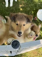 Always Smiling!   Besty Ross - AKC COLLIE, a female Collie for sale in Roaring Spring, PA – 2 of 6