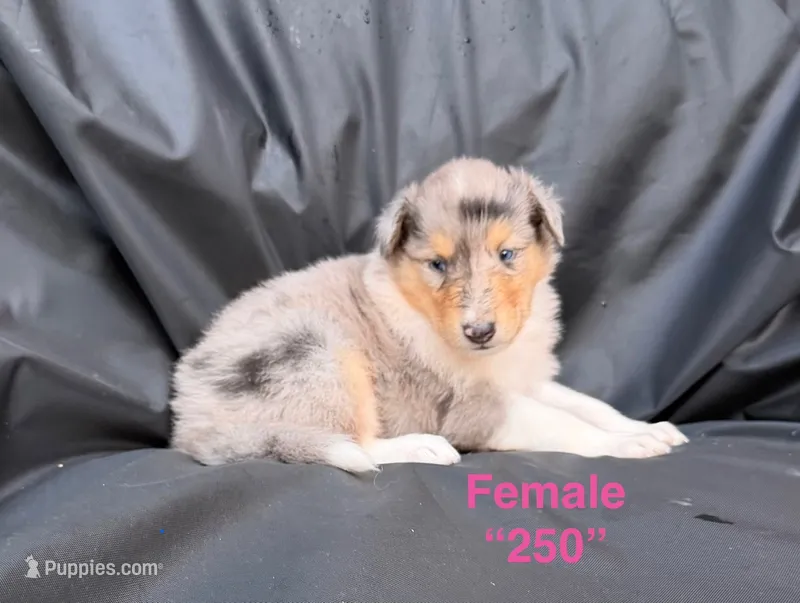 Two-Fifty  "250"   AKC COLLIE – Collie puppy for sale in Roaring Spring, PA