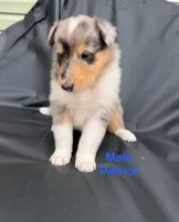 Patriot - AKC COLLIE, a male Collie for sale in Roaring Spring, PA – 1 of 1