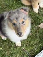 Stars & Stripes -  Ready to Snuggle and Smile  -  AKC COLLIE, a female Collie for sale in Roaring Spring, PA – 2 of 7