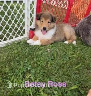 Besty Ross - AKC COLLIE – Collie puppy for sale in Roaring Spring, PA
