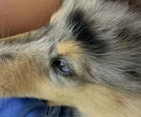 Two-Fifty  with 2 Blue Eyes!!!     AKC COLLIE, a female Collie for sale in Roaring Spring, PA – 2 of 8