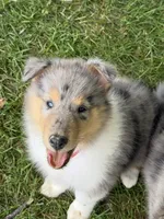 Stars & Stripes -  Ready to Snuggle and Smile  -  AKC COLLIE, a female Collie for sale in Roaring Spring, PA – 7 of 7