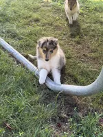 Patriot - AKC COLLIE, a male Collie for sale in Roaring Spring, PA – 3 of 4