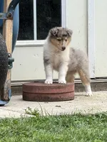 Two-Fifty  with 2 Blue Eyes!!!     AKC COLLIE, a female Collie for sale in Roaring Spring, PA – 4 of 8