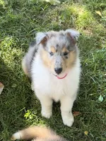Stars & Stripes -  Ready to Snuggle and Smile  -  AKC COLLIE, a female Collie for sale in Roaring Spring, PA – 5 of 7