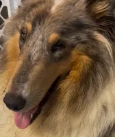 Two-Fifty  "250"   AKC COLLIE, a female Collie for sale in Roaring Spring, PA – 2 of 3