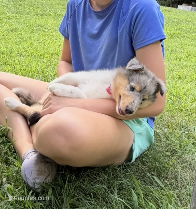 Stars & Stripes -  Ready to Snuggle and Smile  -  AKC COLLIE – Collie puppy for sale in Roaring Spring, PA