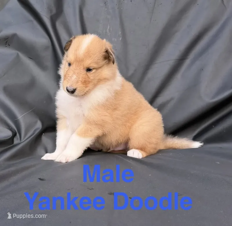 Yankee Doodle - AKC COLLIE – Collie puppy for sale in Roaring Spring, PA