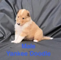 Yankee Doodle - AKC COLLIE, a male Collie for sale in Roaring Spring, PA – 1 of 1