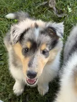 Patriot - AKC COLLIE, a male Collie for sale in Roaring Spring, PA – 2 of 4
