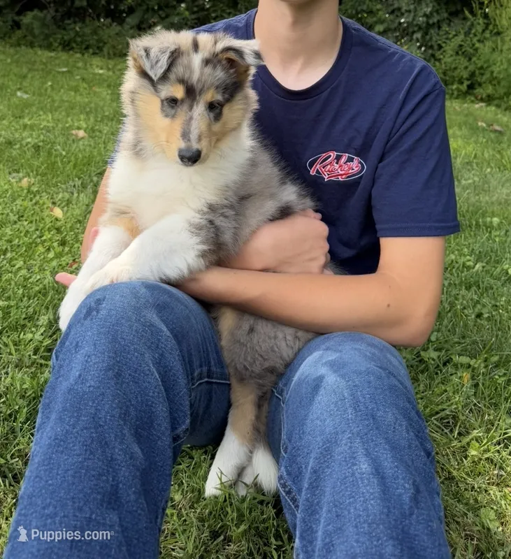 Patriot - AKC COLLIE – Collie puppy for sale in Roaring Spring, PA