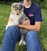 Patriot - AKC COLLIE, a male Collie for sale in Roaring Spring, PA – 1 of 4