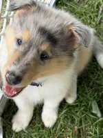 Two-Fifty  with 2 Blue Eyes!!!     AKC COLLIE, a female Collie for sale in Roaring Spring, PA – 6 of 8