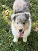 Stars & Stripes -  Ready to Snuggle and Smile  -  AKC COLLIE, a female Collie for sale in Roaring Spring, PA – 6 of 7