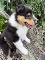 LIBERTY (Breeder's Choice)  AKC Collie, a female Collie for sale in Roaring Spring, PA – 2 of 4