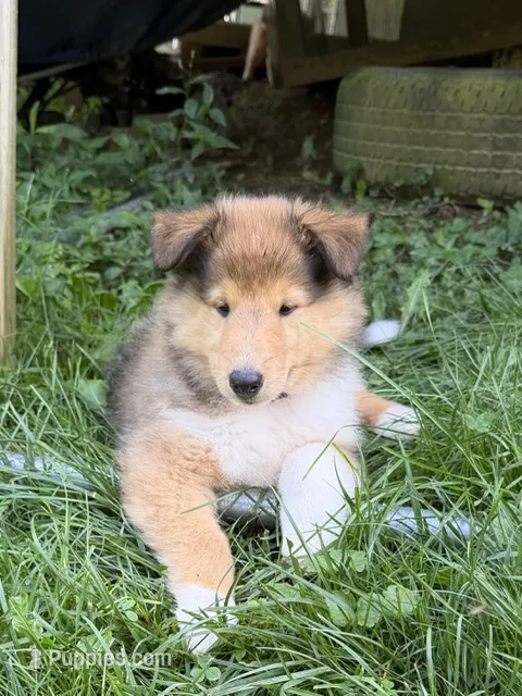 Always Smiling!   Besty Ross - AKC COLLIE – Collie puppy for sale in Roaring Spring, PA