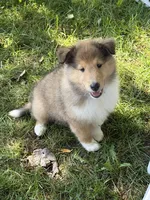 Always Smiling!   Besty Ross - AKC COLLIE, a female Collie for sale in Roaring Spring, PA – 3 of 6