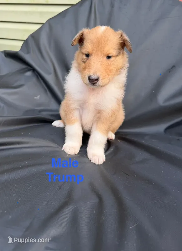 Trump – Collie puppy for sale in Roaring Spring, PA