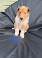 Trump, a male Collie for sale in Roaring Spring, PA – 1 of 3