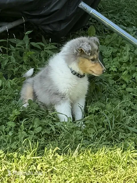 Two-Fifty  with 2 Blue Eyes!!!     AKC COLLIE – Collie puppy for sale in Roaring Spring, PA