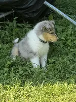 Two-Fifty  with 2 Blue Eyes!!!     AKC COLLIE, a female Collie for sale in Roaring Spring, PA – 1 of 8
