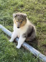 Stars & Stripes -  Ready to Snuggle and Smile  -  AKC COLLIE, a female Collie for sale in Roaring Spring, PA – 4 of 7