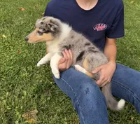 Patriot - AKC COLLIE, a male Collie for sale in Roaring Spring, PA – 4 of 4