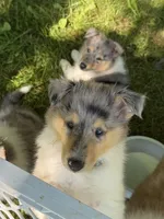 Two-Fifty  with 2 Blue Eyes!!!     AKC COLLIE, a female Collie for sale in Roaring Spring, PA – 5 of 8