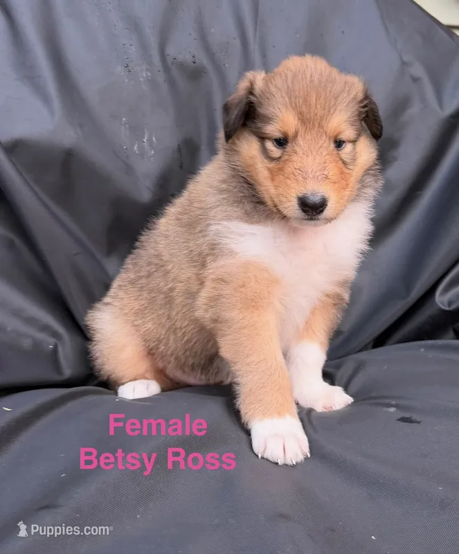 Besty Ross - AKC COLLIE – Collie puppy for sale in Roaring Spring, PA