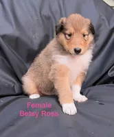 Besty Ross - AKC COLLIE, a female Collie for sale in Roaring Spring, PA – 1 of 1