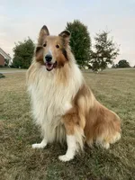 Stars & Stripes  -  AKC COLLIE, a female Collie for sale in Roaring Spring, PA – 3 of 3
