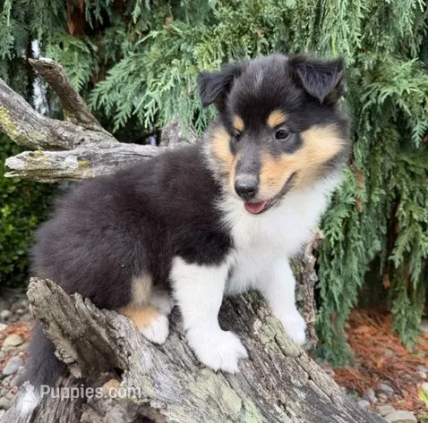 LIBERTY (Breeder's Choice)  AKC Collie – Collie puppy for sale in Roaring Spring, PA