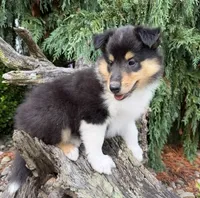 LIBERTY (Breeder's Choice)  AKC Collie, a female Collie for sale in Roaring Spring, PA – 1 of 4